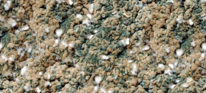Closeup of mold in carpet